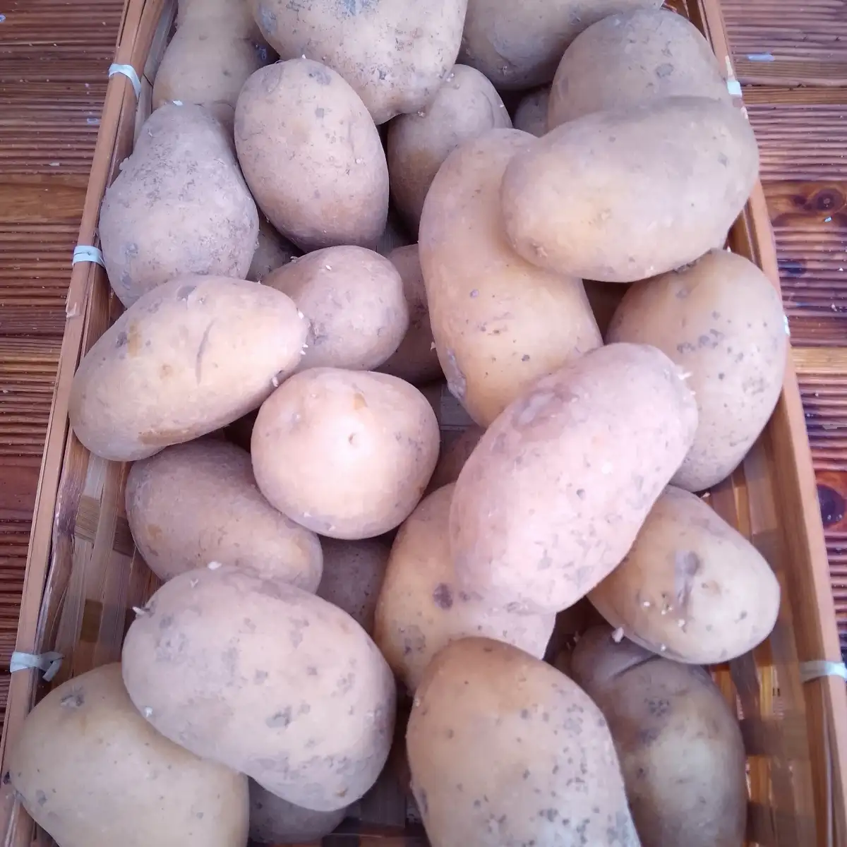 Pomme de Terre de conservation