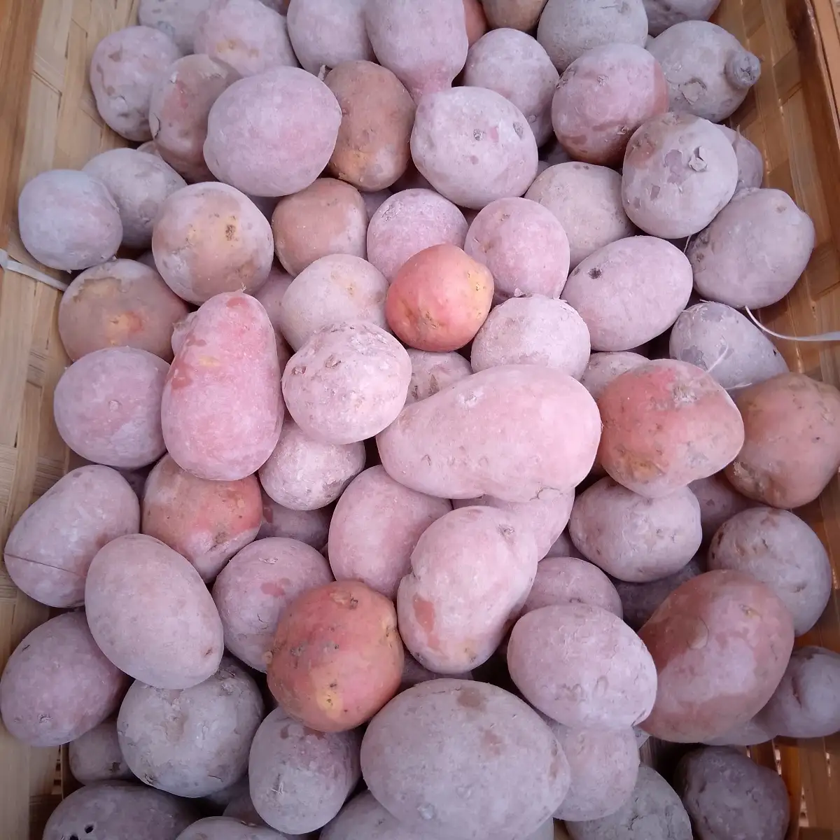 Pomme de Terre Grenailles