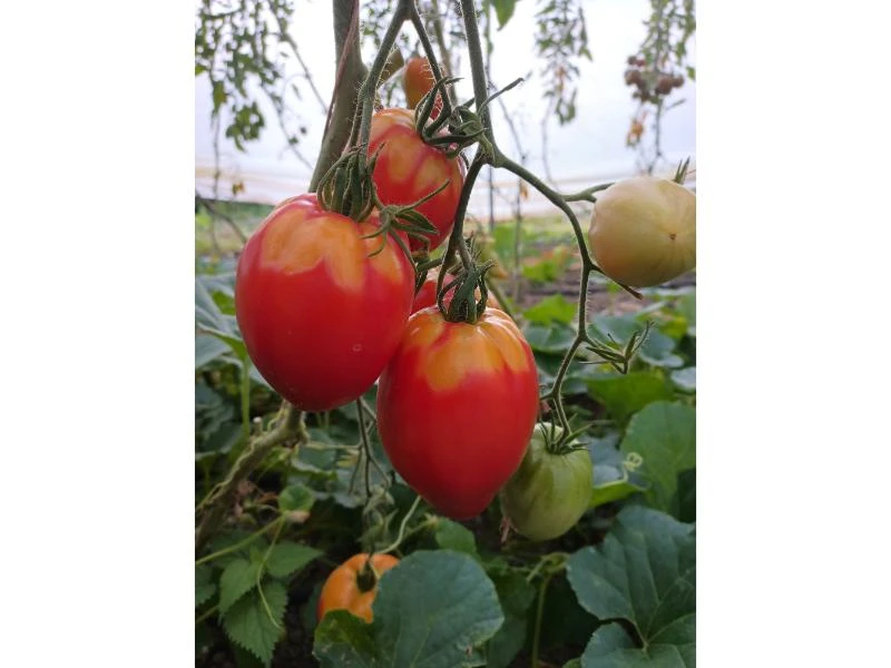 Tomates Anciennes et Population