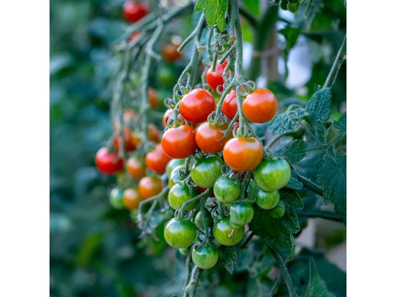 Tomates Cerises