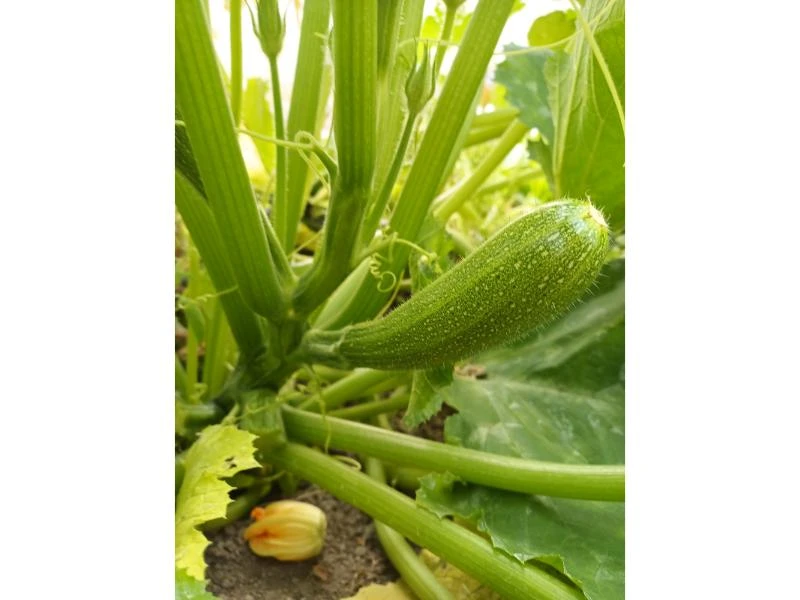 Courgettes