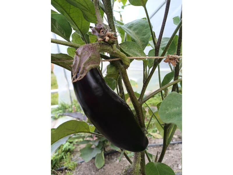 Aubergines