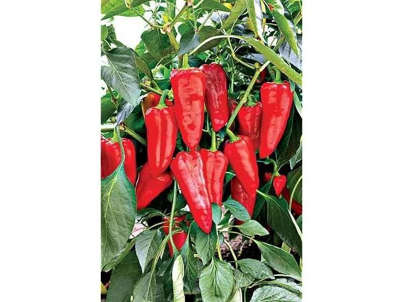 Piments