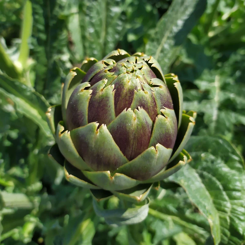 Artichaut Imperial Star