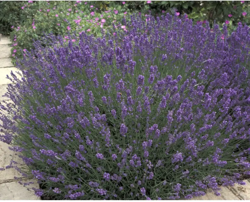 Lavande Vraie